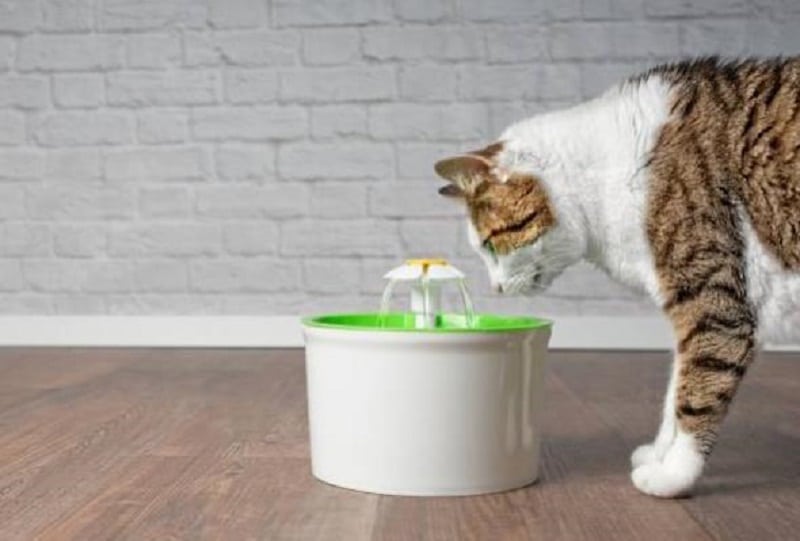 A Drinking Fountain for the Pet