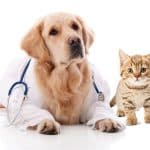 Procuring a Pet Insurance Plan