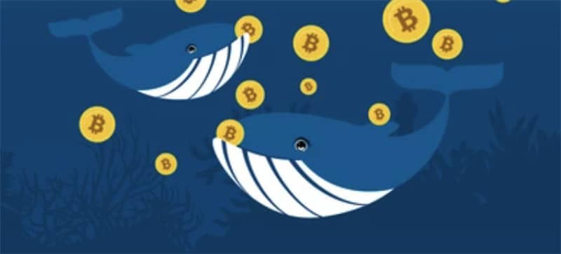 About Crypto Whale