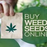 Where to Buy Marijuana Seeds Online
