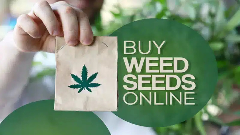 Where to Buy Marijuana Seeds Online