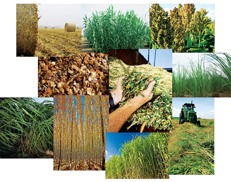 Biomass Chemical Feedstock