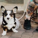 Taking Pictures of Pets Improves
