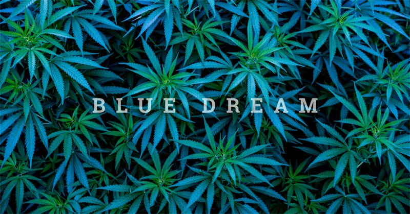 Blue Dream Genetics