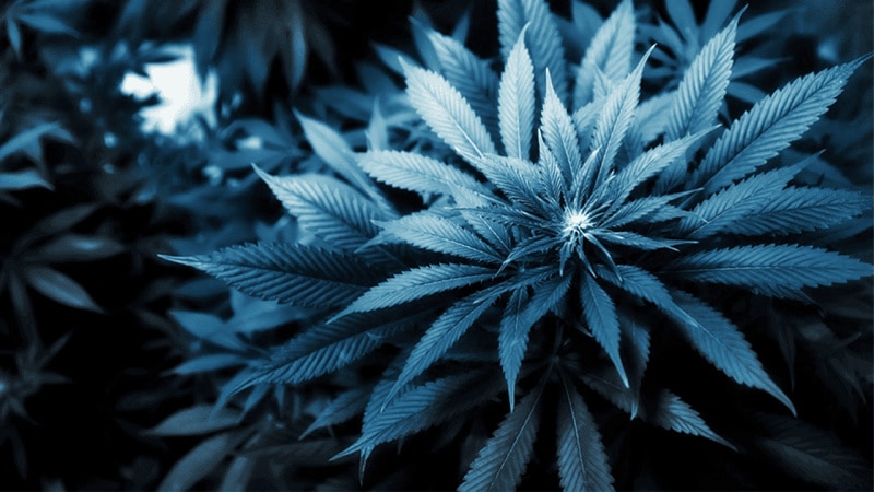 Why Choose Blue Dream Feminized Seeds For Growing
