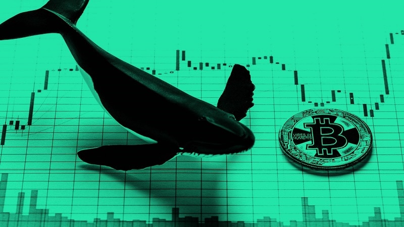 A whale attacked by Binance piranhas