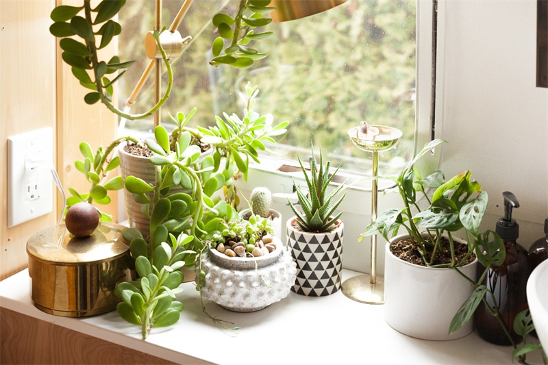 Buy Indoor Plants