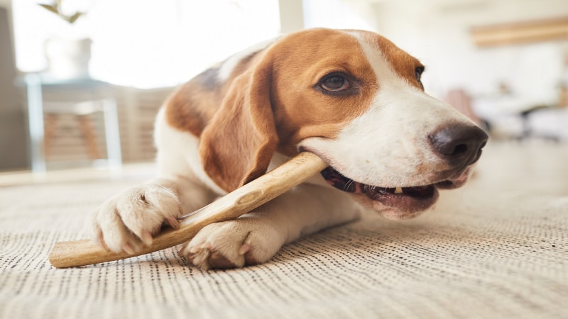 Treating Cancer in Dogs