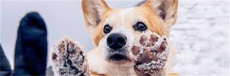 The Role of Pet Insurance in Winter Paw Care