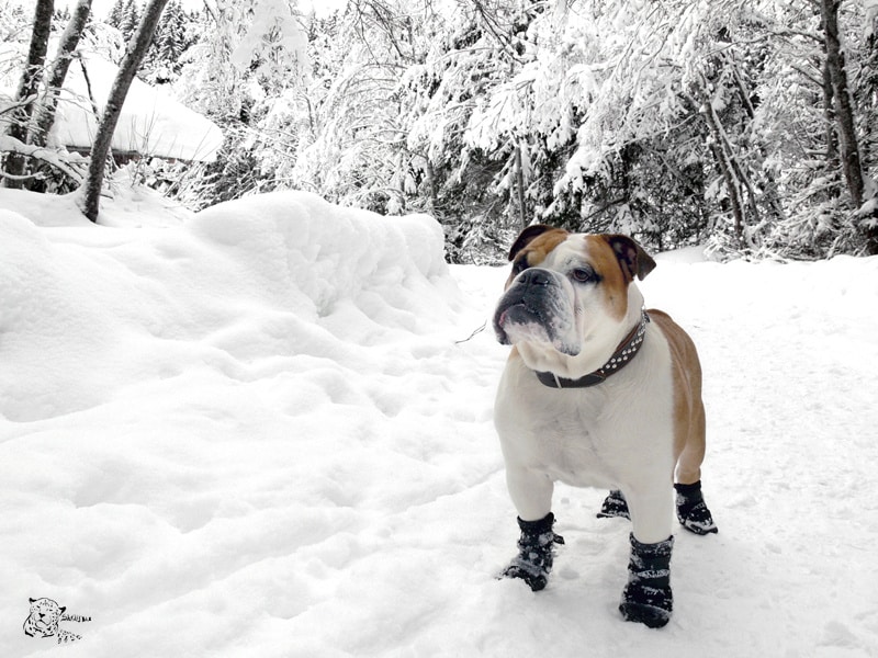 Understanding the Winter Hazards for Your Dog's Paws