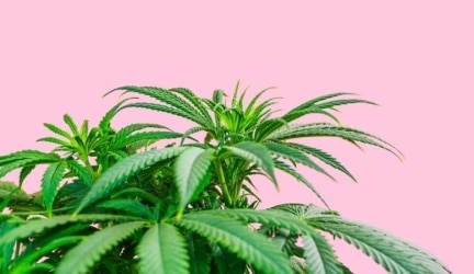 Cannabis – The Next Big Marketing Challenge 