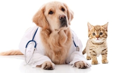 A Guide To Procuring a Pet Insurance Plan