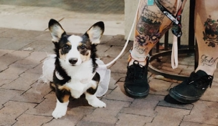 Taking Pictures of Pets Improves Your Skills